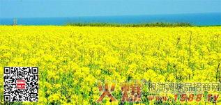 国产四级,创新驱动,引领未来科技发展